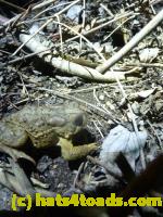 /home//u458753944/public_html/sourcegallery//Roxborough Toad Detour/2013-2019/2013/2013-04-09/P1120047.JPG